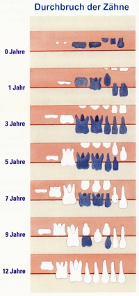 Durchbruch der Z&auml;hne