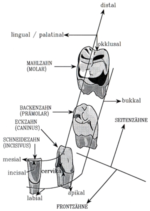 Zahntypen