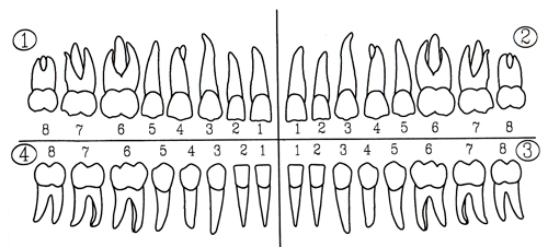 Schema zur Zahnbezeichnung