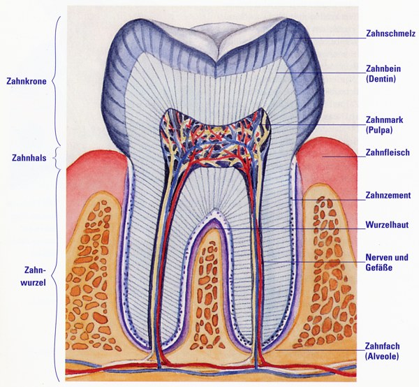Zahnaufbau
