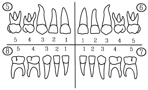 Schema zur Zahnbezeichnung